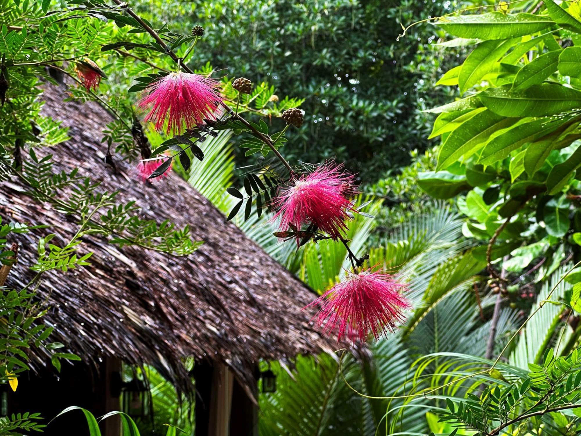 Dreamville Koh Phangan Thongsala Exteriör bild